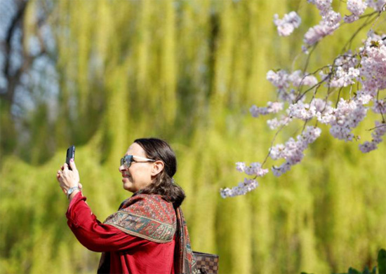 امرأة تلتقط صورة سيلفي مع شجرة مزهرة في سانت جيمس بارك بلندن