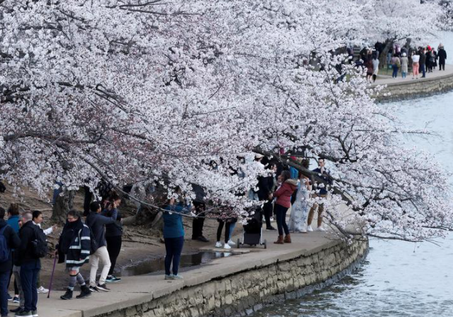 الناس يشاهدون شروق الشمس وهم يسيرون بين أزهار الكرز على طول حوض المد في واشنطن