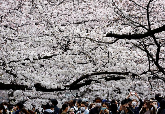 أشخاص يلتقطون صورًا لأزهار الكرز المتفتحة في طوكيو