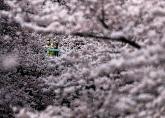 أشخاص يرتدون أقنعة واقية ينظرون إلى أزهار الكرز المتفتحة في طوكيو (2)