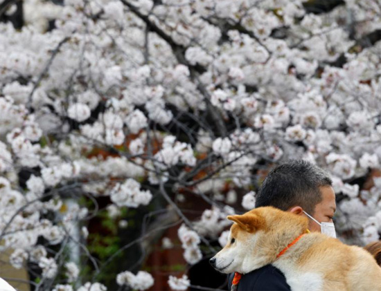 رجل يحمل كلبًا أليفًا يمشي بالقرب من أزهار الكرز المتفتحة على طول نهر ميغورو في طوكيو
