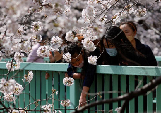 أشخاص يرتدون أقنعة واقية ينظرون إلى أزهار الكرز المتفتحة في اليابان