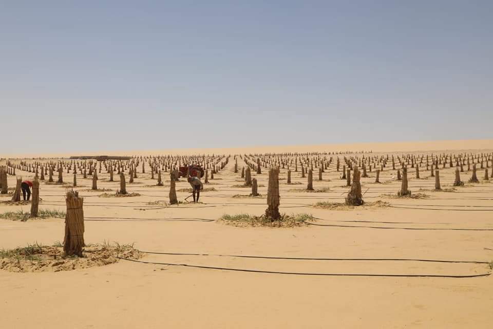 مشروع وقف  النخيل