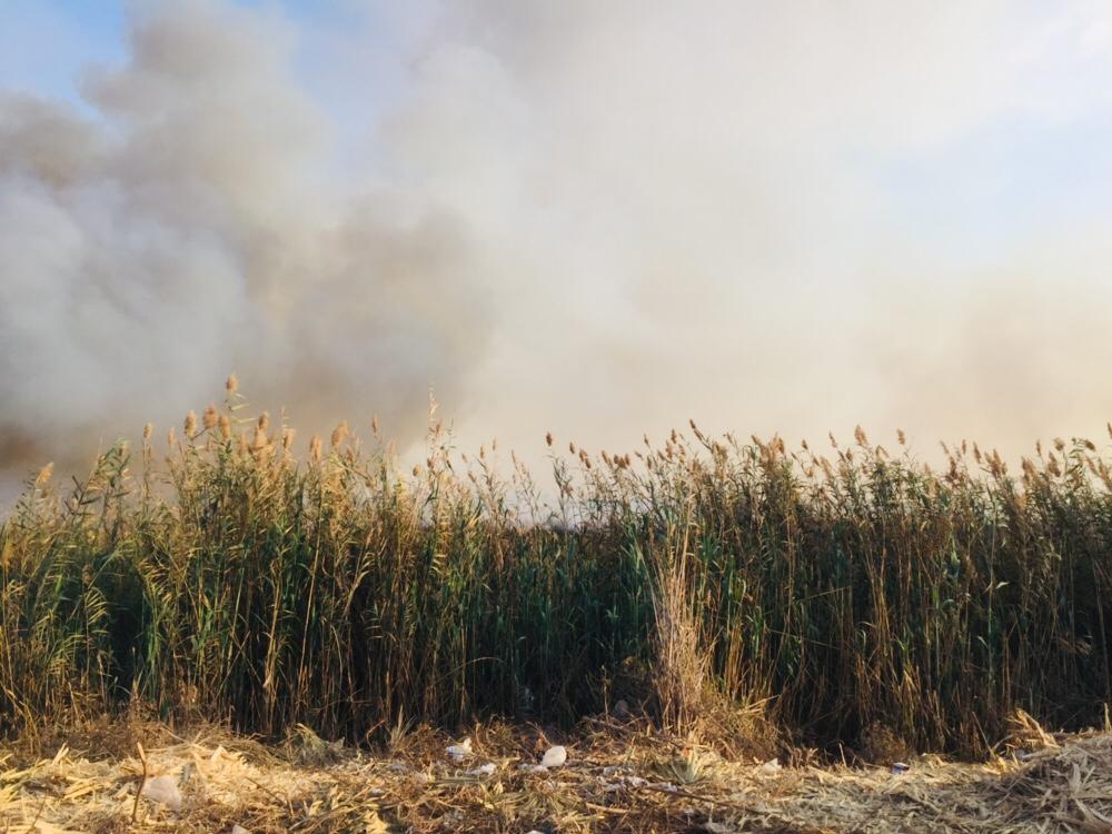 حريق هائل داخل أرض زراعية فى الإسماعيلية (24)