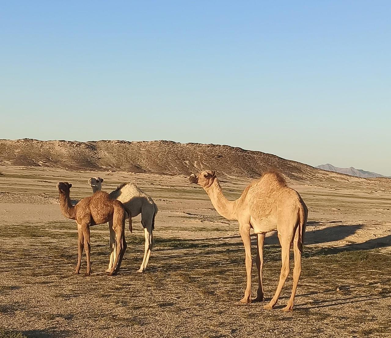 جمال صحراء مطروح