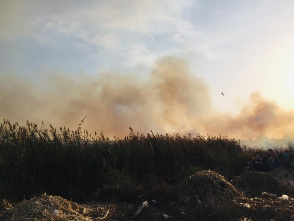 حريق هائل داخل أرض زراعية فى الإسماعيلية (15)