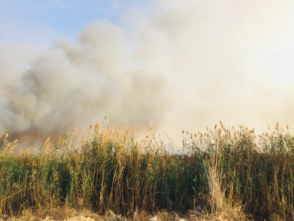 حريق هائل داخل أرض زراعية فى الإسماعيلية (22)