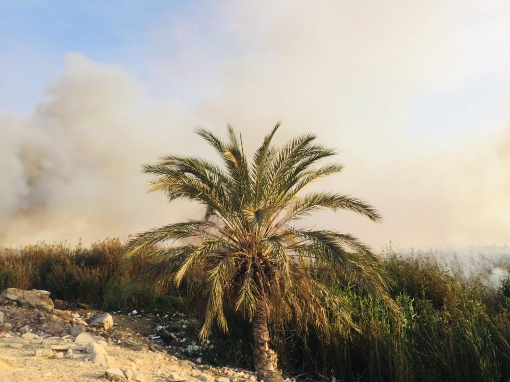 حريق هائل داخل أرض زراعية فى الإسماعيلية (12)