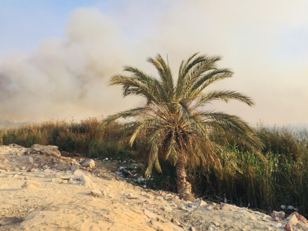 حريق هائل داخل أرض زراعية فى الإسماعيلية (5)