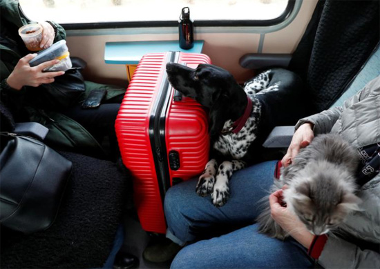 الكلاب رفيقة فى السفر