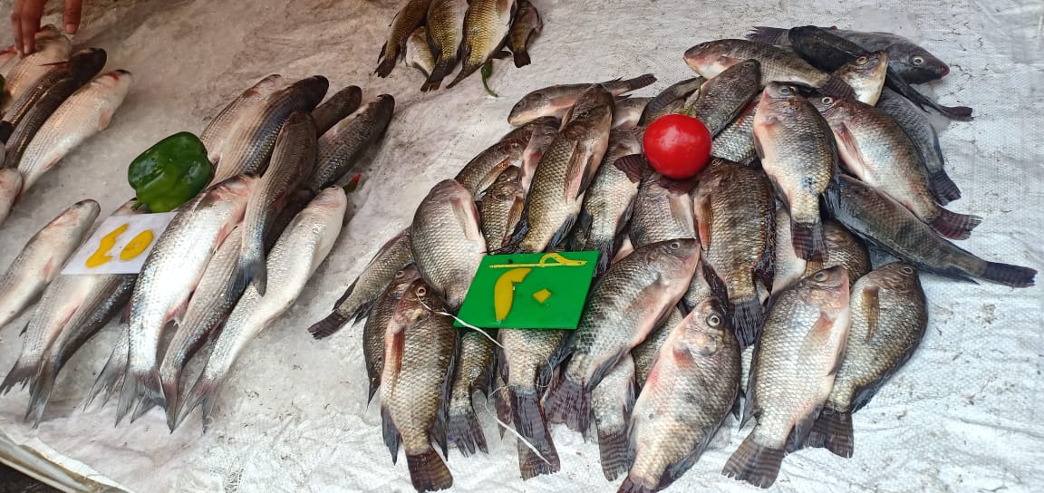 زحمة فى سوق السمك بالإسكندرية قبل رمضان (1)