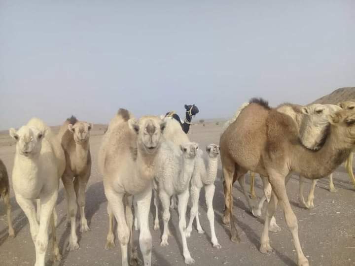 الدبوكه خلال مسيرها من السودان لمصر