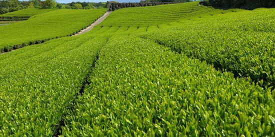 حقول الشاى فى الهند