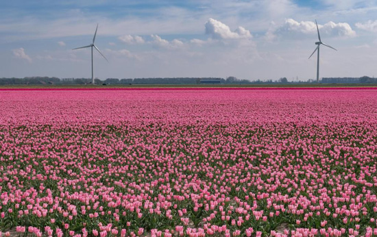 زهور التوليب في هولندا