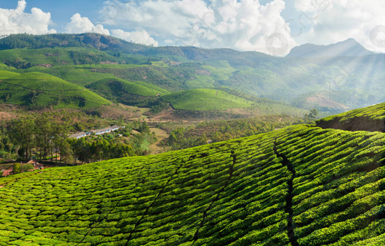حقول الشاي فى الهند