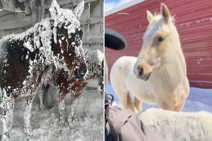 الثلج يغطى الخيول