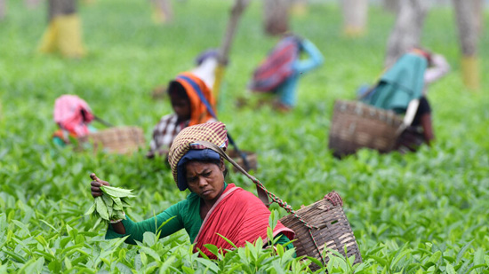 حقول الشاي الهندي