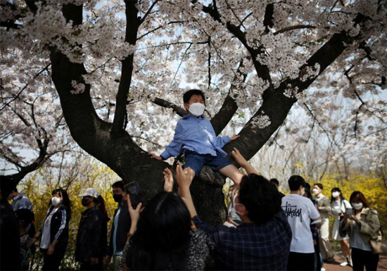 من العادات والتقاليد وضع الأطفال على شجرة الكرز فى كوريا الجنوبية
