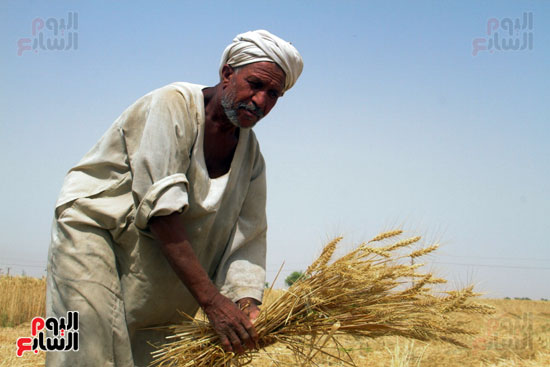 حصاد القمح فى محافظة أسوان (7)