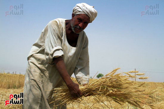 حصاد القمح فى محافظة أسوان (6)