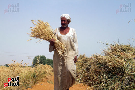 حصاد القمح فى محافظة أسوان (8)