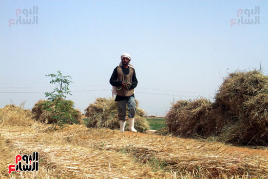 حصاد القمح فى محافظة أسوان (9)