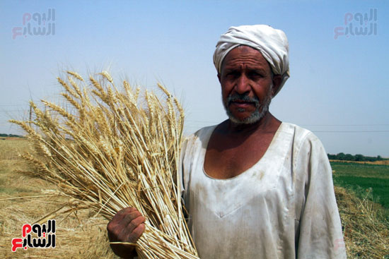 حصاد القمح فى محافظة أسوان (5)