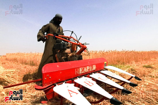 حصاد القمح فى محافظة أسوان (2)