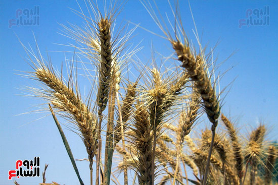 حصاد القمح فى محافظة أسوان (4)
