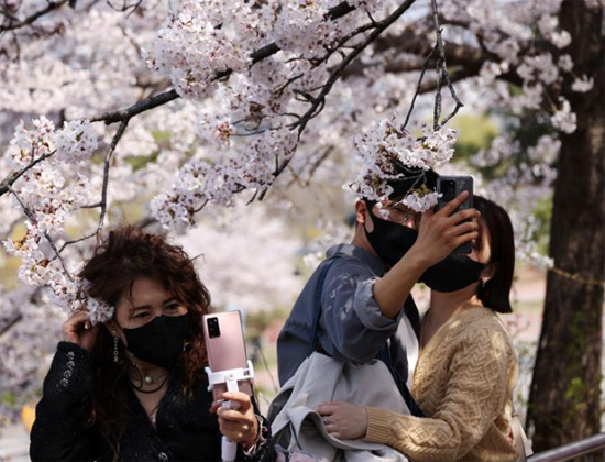 صورة سيلفي تحت أزهار الكرز المتفتحة في سيول  كوريا الجنوبية