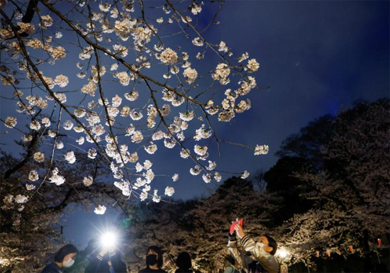 يلتقط الزوار صوراً تحت أزهار الكرز المضيئة في طوكيو  اليابان