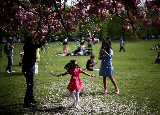طفل يقف تحت بتلات تتساقط من شجرة زهر الكرز في في لندن