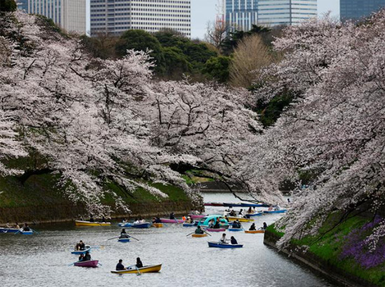 الزوار يركبون القوارب بجوار أزهار الكرز المتفتحة في  في طوكيو