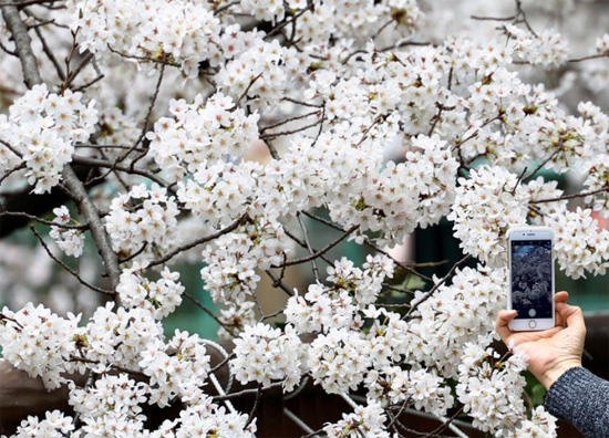 رجل يلتقط صورا لأزهار الكرز المتفتحة على طول نهر ميجورو في طوكيو
