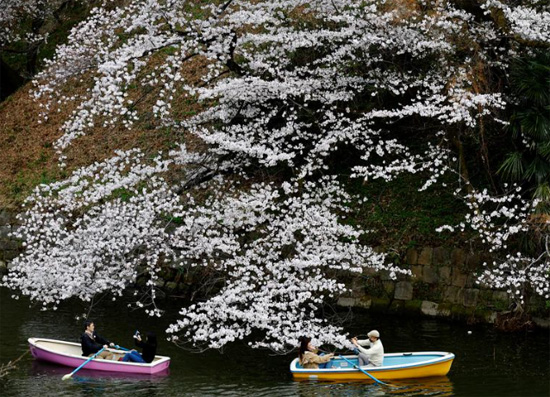 الزوار يركبون القوارب بجوار أزهار الكرز المتفتحة في  في طوكيو ، اليابان