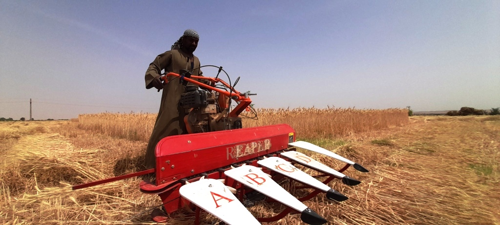 ياسين مزارع القمح (2)