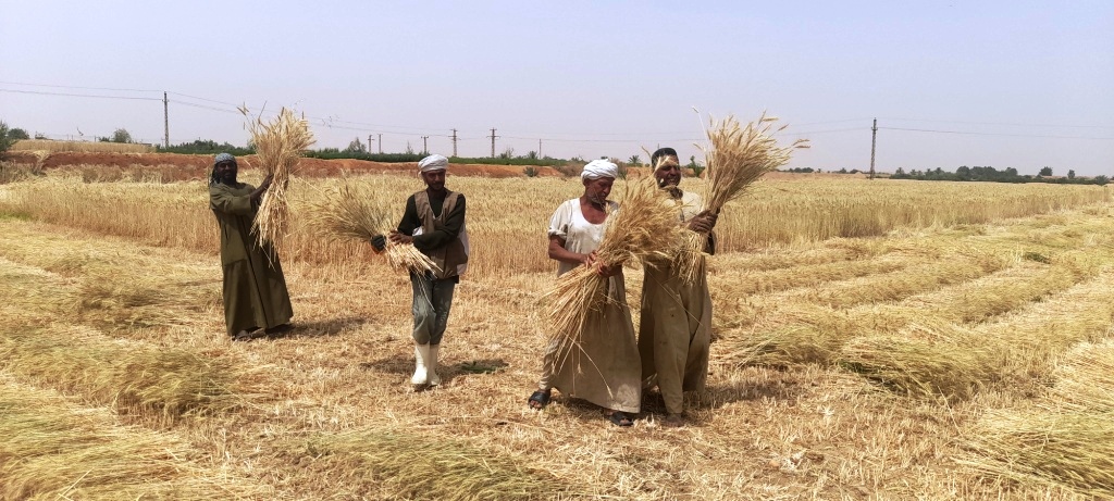 ياسين مزارع القمح (4)