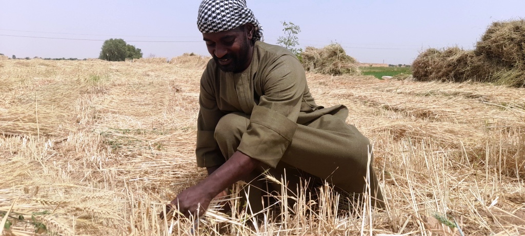ياسين مزارع القمح (3)