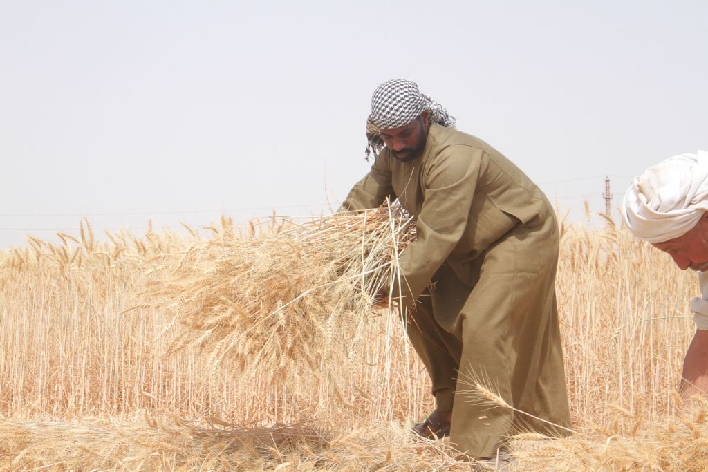 ياسين مزارع القمح (9)