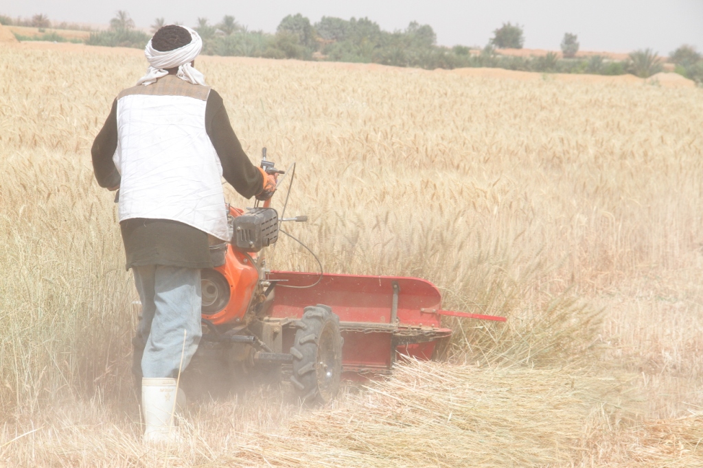 ياسين مزارع القمح (10)