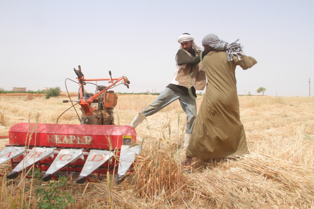 ياسين مزارع القمح (7)