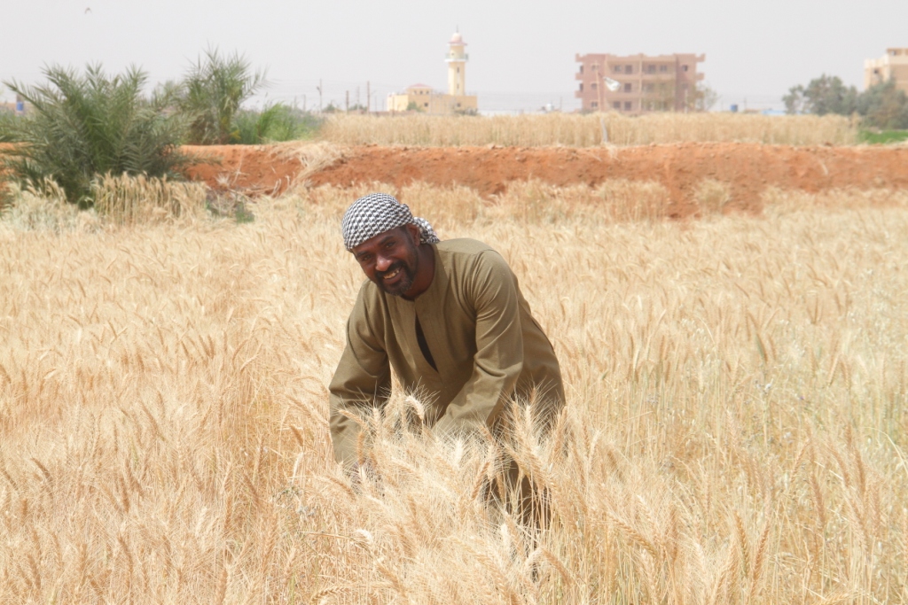 ياسين مزارع القمح (11)
