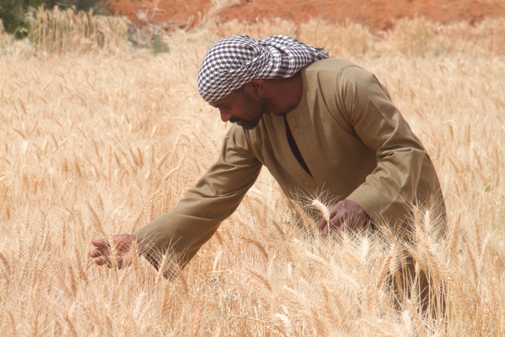 ياسين مزارع القمح (12)
