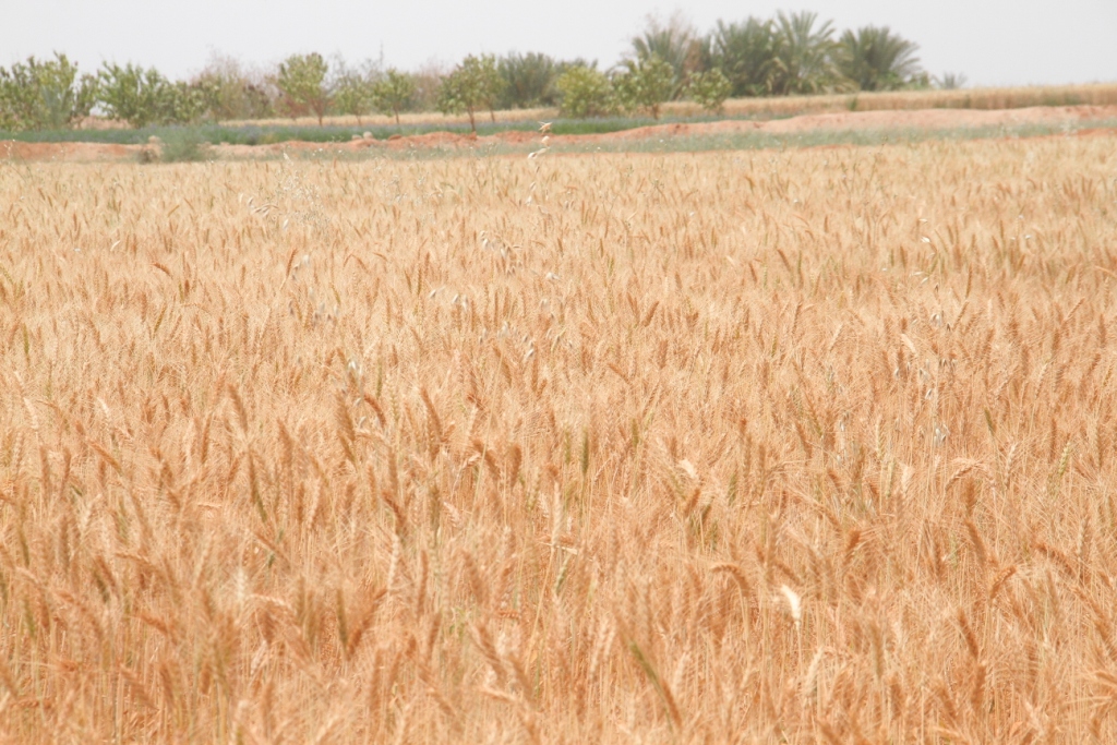 ياسين مزارع القمح (14)