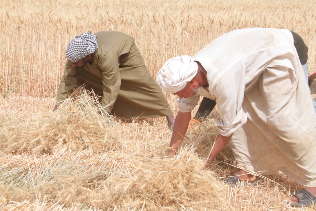 ياسين مزارع القمح (8)