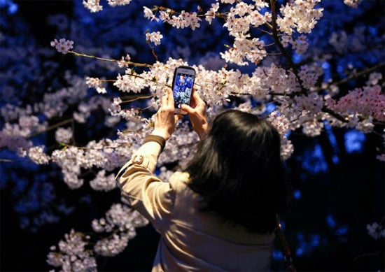 زائر يلتقط صورة تحت أزهار الكرز المضيئة في  حديقة أوينو في طوكيو اليابان