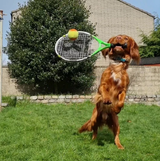 الكلب وهو يلعب تنس