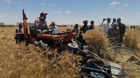 حصاد القمح ببورسعيد