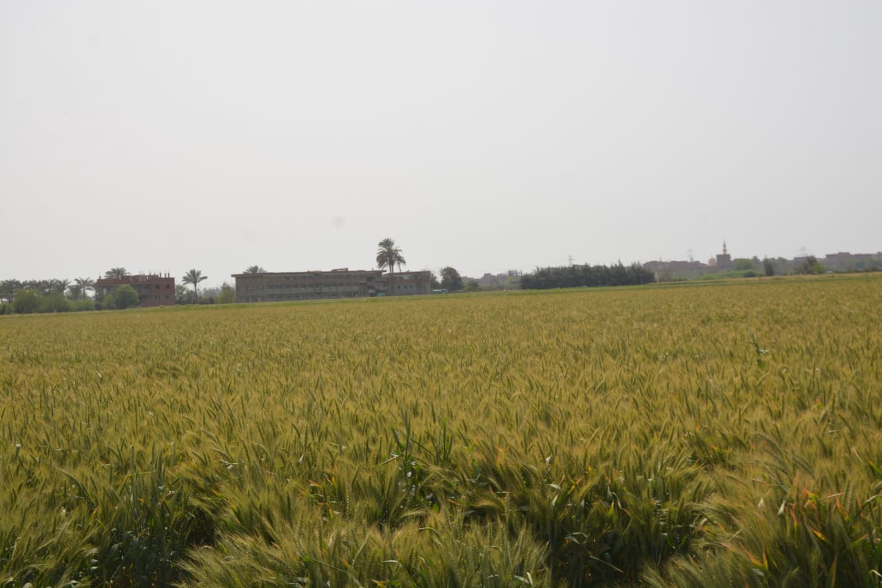 حقول القمح بالقليوبية