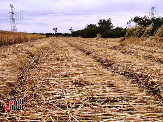 بدء-حصاد-محصول-القمح-من-حقول-القليوبية-(2)